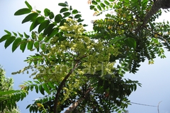 Ailanthus triphysa